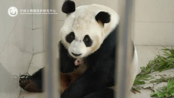 掌柜配资 大熊猫幼崽依偎在妈妈身边 2025级熊猫中心新生“团子”最新照片公布